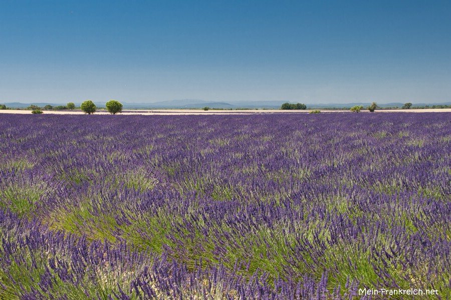 Blühendes Lavendelfeld auf dem Plateau de Valensole in der Provence